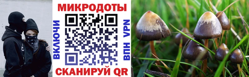 Галлюциногенные грибы Psilocybine cubensis  Елизаветинская 